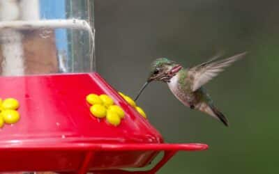 How to Attract Hummingbirds